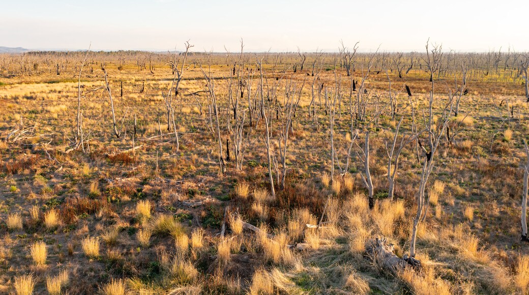 Winton Wetlands which includes tranquil scenes and landscape views