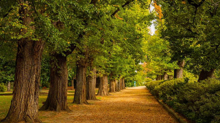 Albury Botanic Gardens