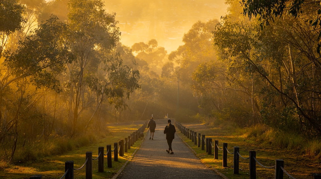 Albury featuring a park and a sunset