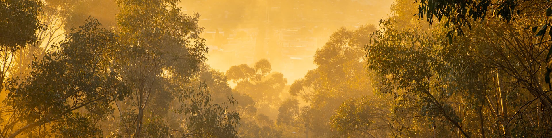 Albury featuring a park and a sunset