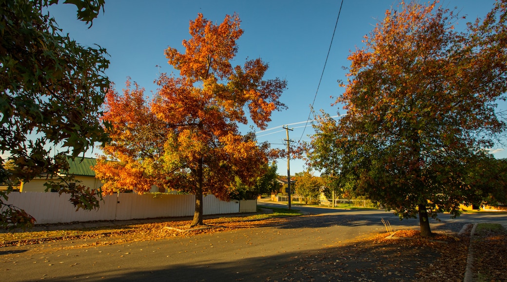 East Albury which includes fall colors