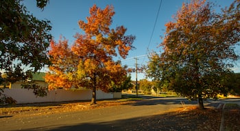 East Albury which includes fall colors