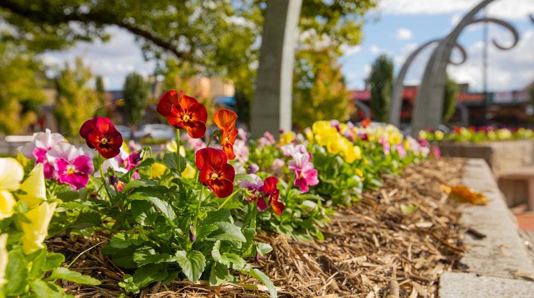 Wodonga which includes a park and flowers