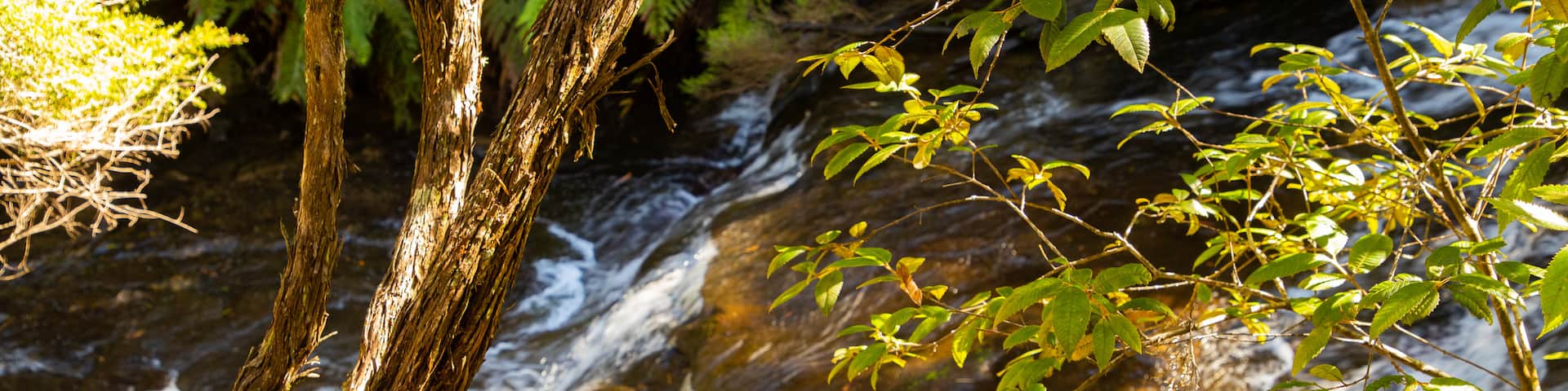 Leura Cascades featuring a river or creek