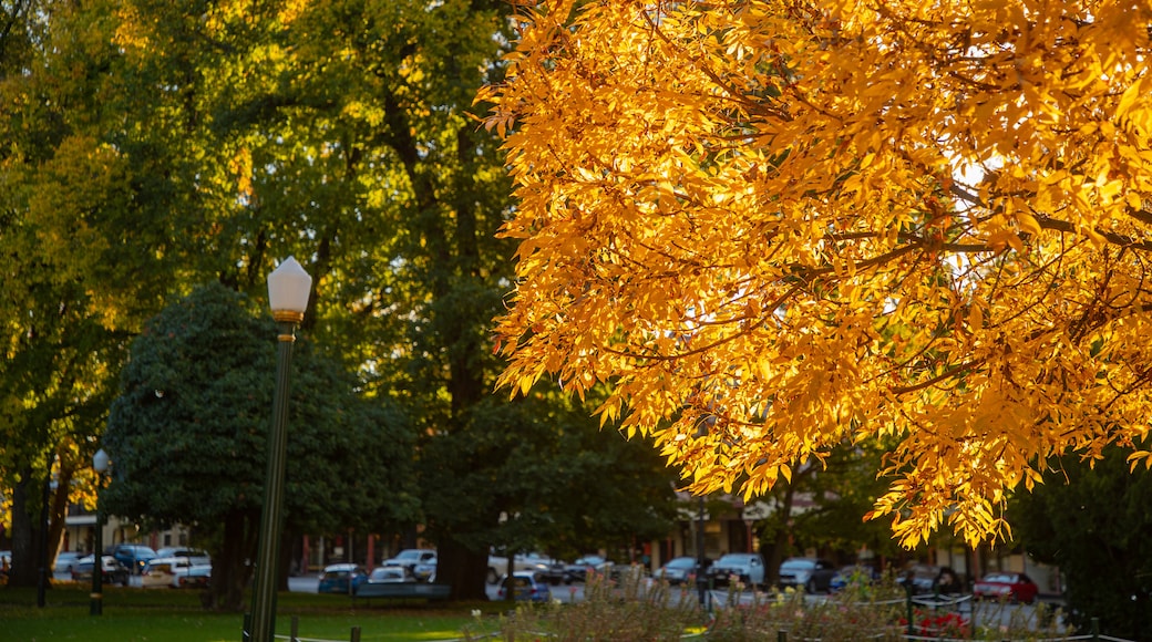 Bathurst featuring fall colors and a park