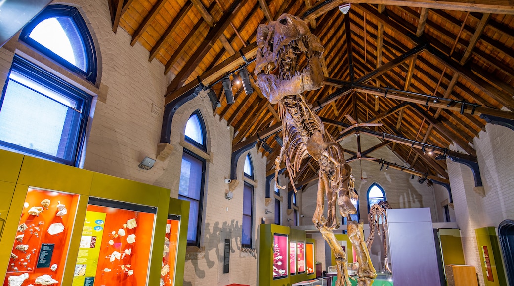 Musée d'histoire naturelle Australian Fossil and Mineral Museum