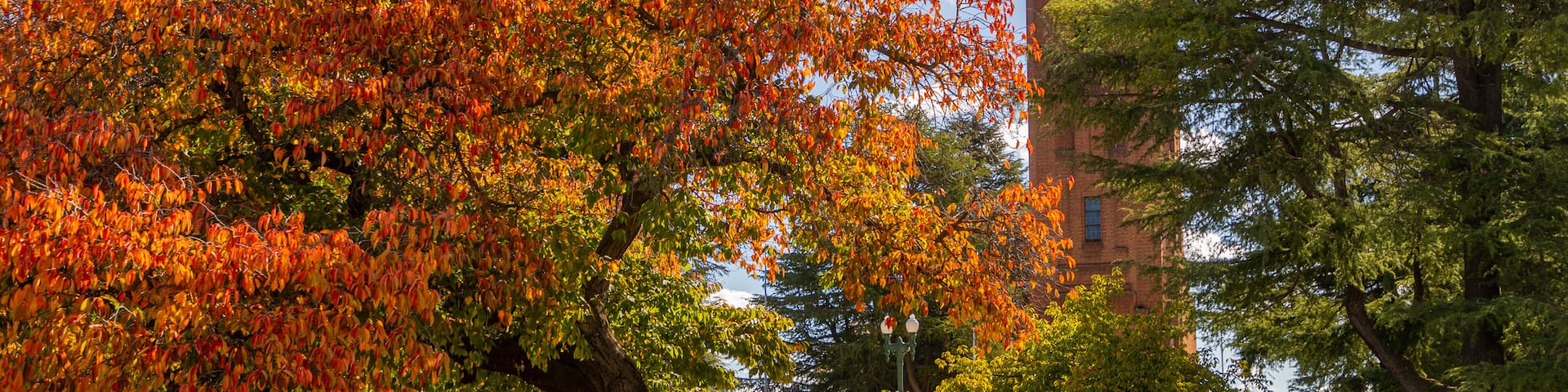 Bathurst War Memorial Carillon which includes a garden and autumn leaves