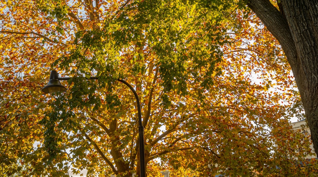 Machattie Park which includes autumn leaves