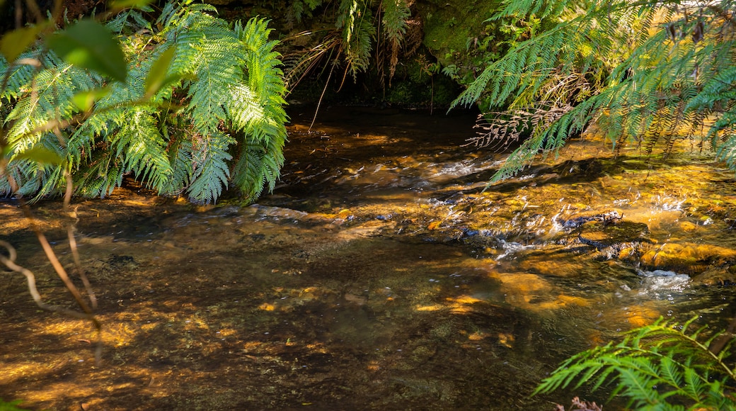 Leura Cascades featuring a river or creek