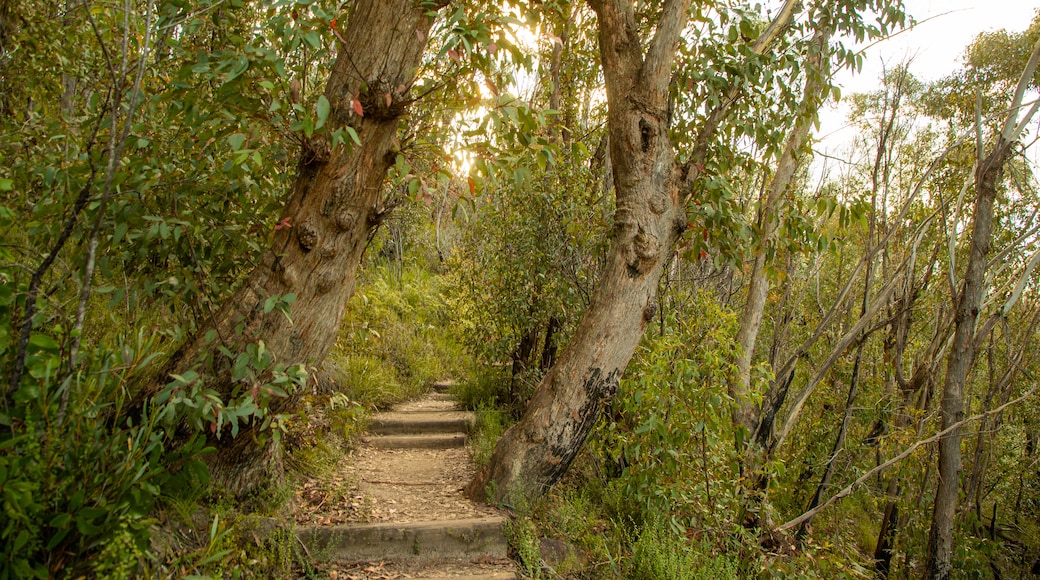 Blue Mountains National Park