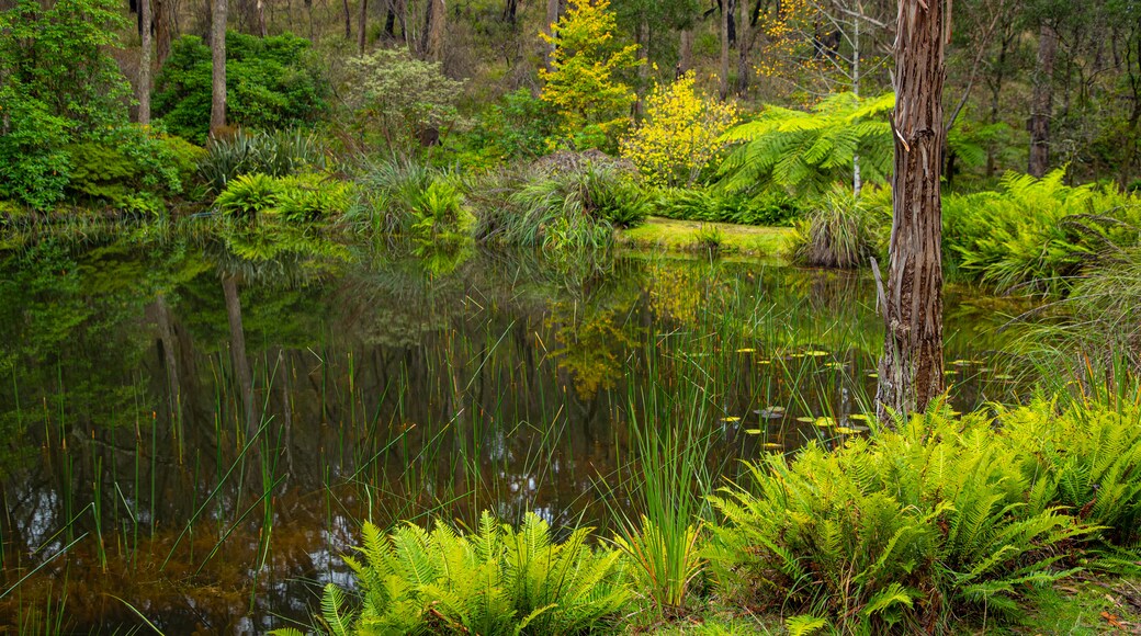 Campbell Rhododendron Gardens