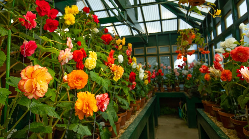 Machattie Park featuring flowers, interior views and a garden