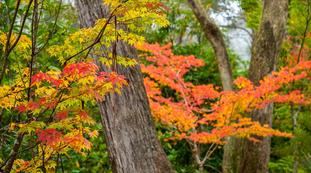 坎貝爾杜鵑花園