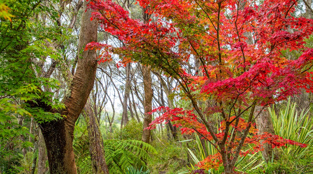 Campbell Rhododendron Gardens