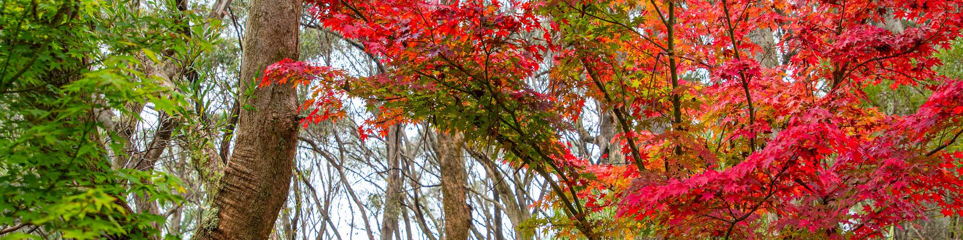Campbell Rhododendron Gardens which includes autumn leaves and forest scenes