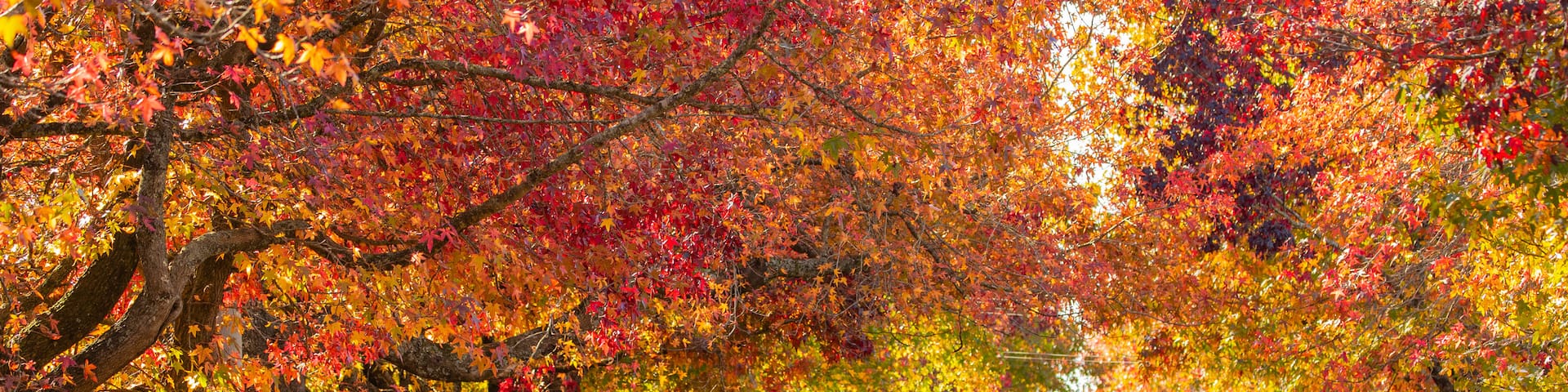 Blackheath which includes street scenes and autumn leaves