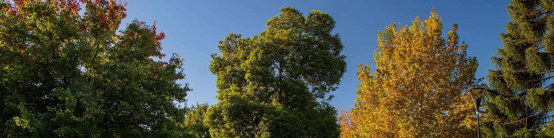 Cooke Park featuring a garden and a fountain