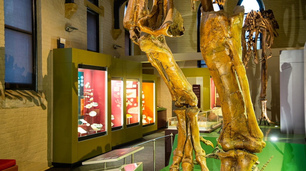 Musée d'histoire naturelle Australian Fossil and Mineral Museum