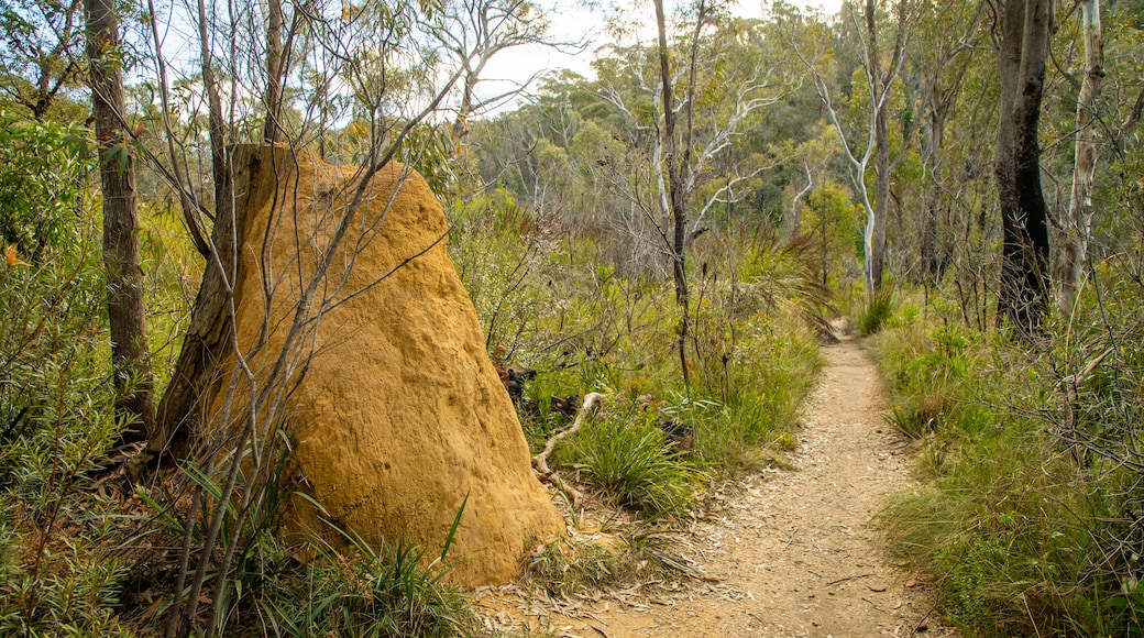 Blue Mountains National Park