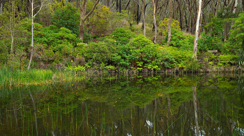 Campbell Rhododendron Gardens