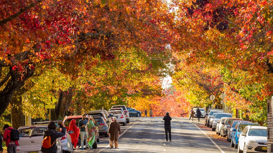 Blackheath featuring street scenes and autumn leaves