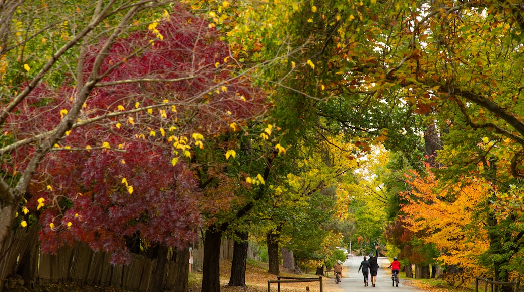 Hill End which includes fall colors and street scenes as well as a family