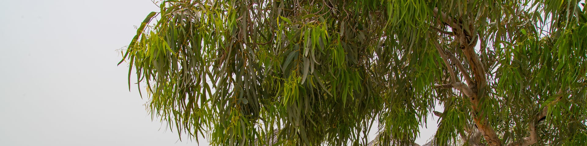 Al Dar Island featuring a beach, tropical scenes and general coastal views