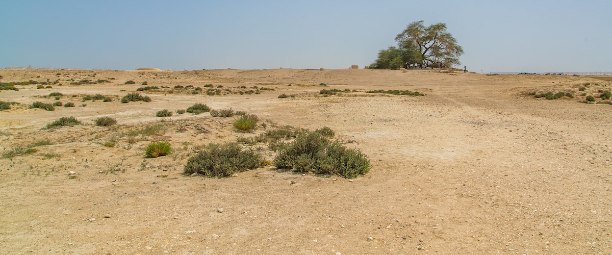 Tree of Life featuring a sandy beach and desert views