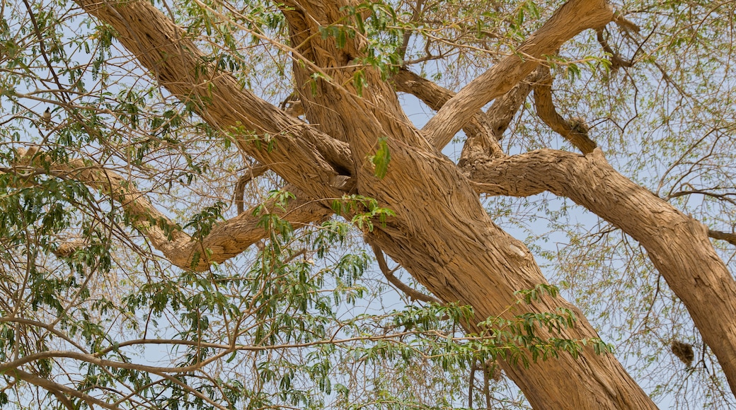 Albero della Vita