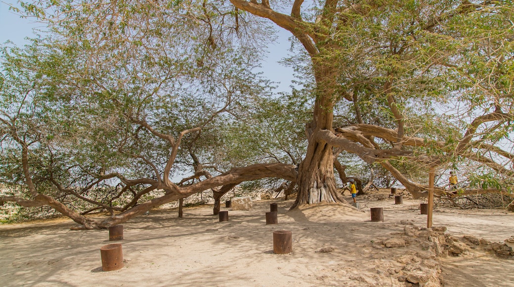 Albero della Vita