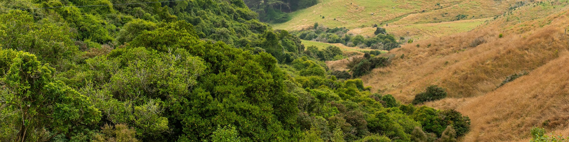 Otago Peninsula showing tranquil scenes and landscape views
