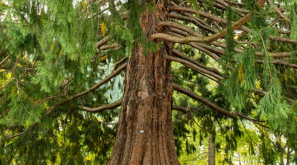 Jardins de Queenstown