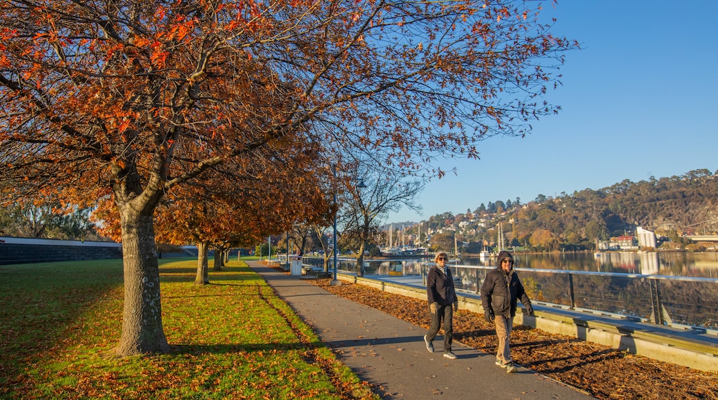 Royal Park which includes a park and autumn leaves as well as a couple