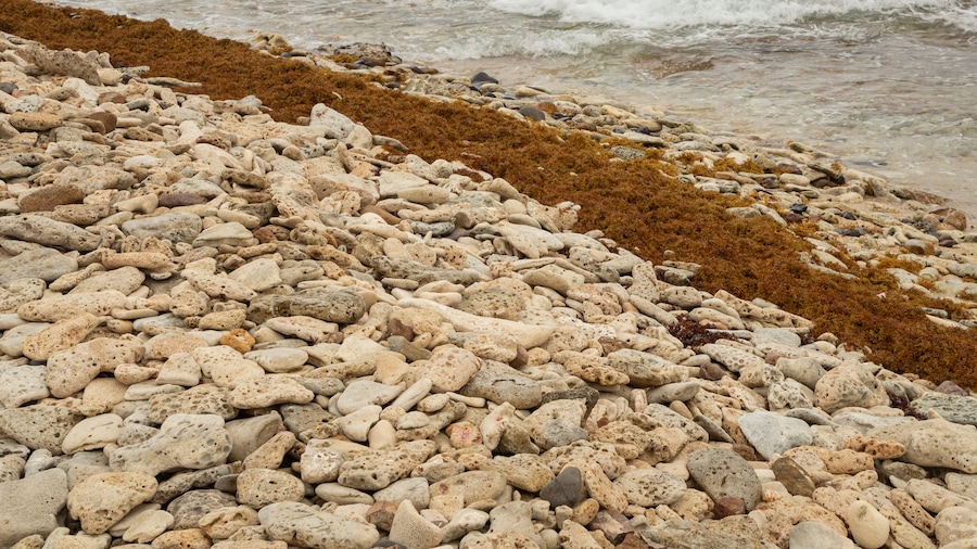 Grand Fond featuring a pebble beach and general coastal views