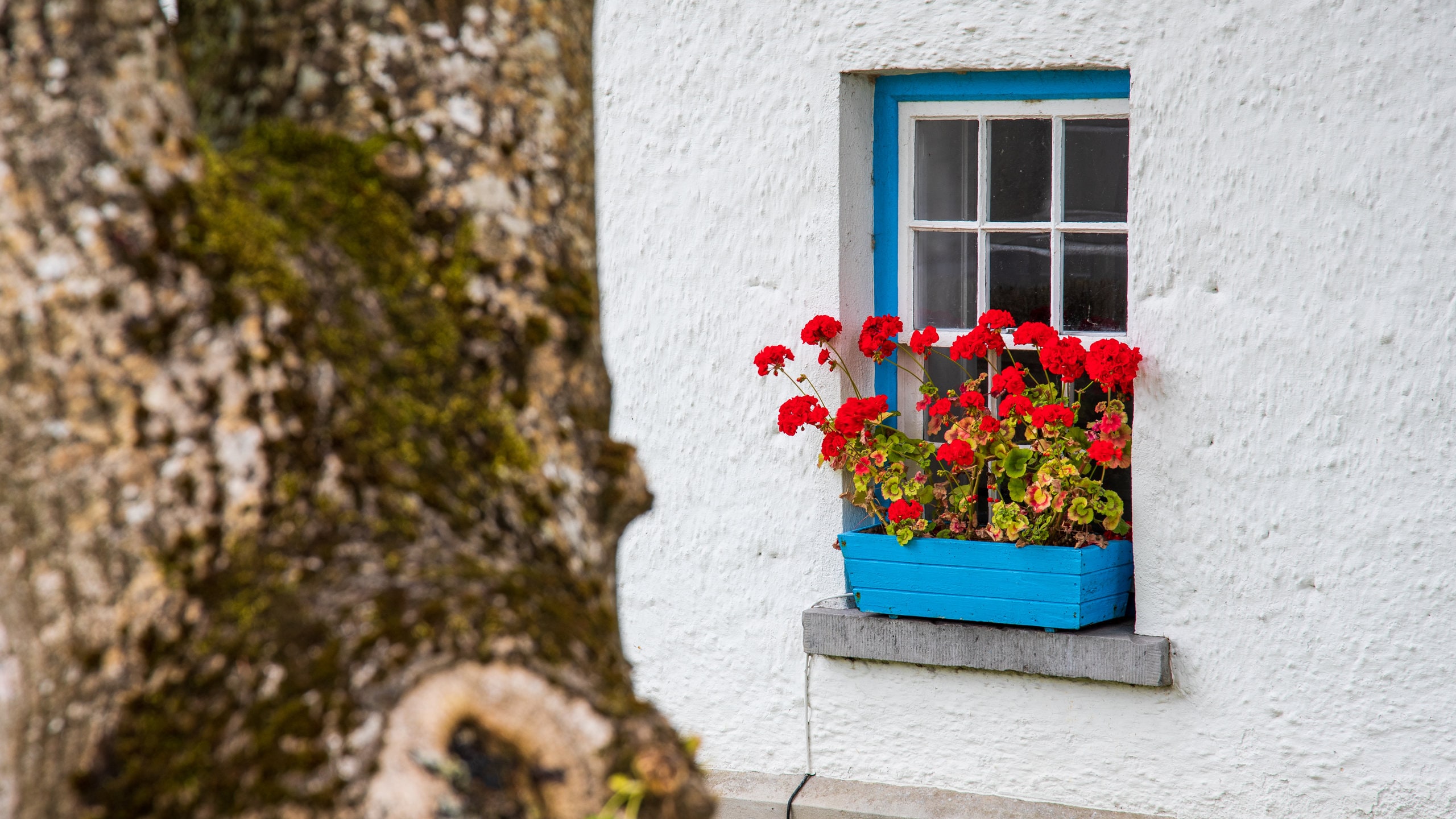 Adare featuring flowers