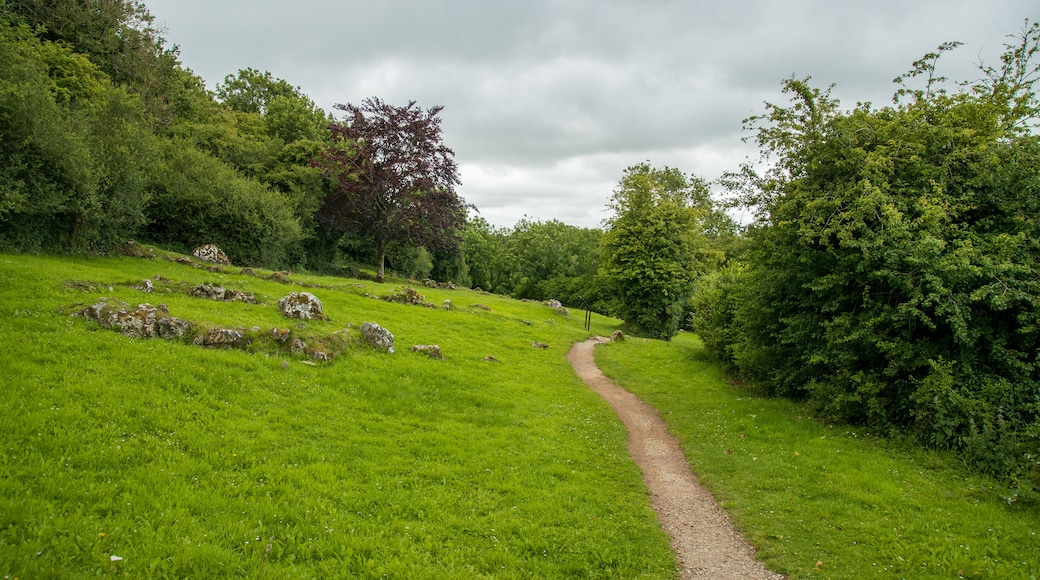 Lough Gur showing a park