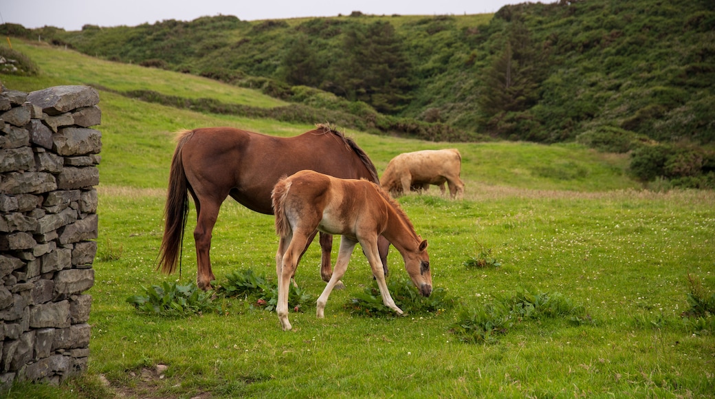 Doolin which includes land animals and farmland