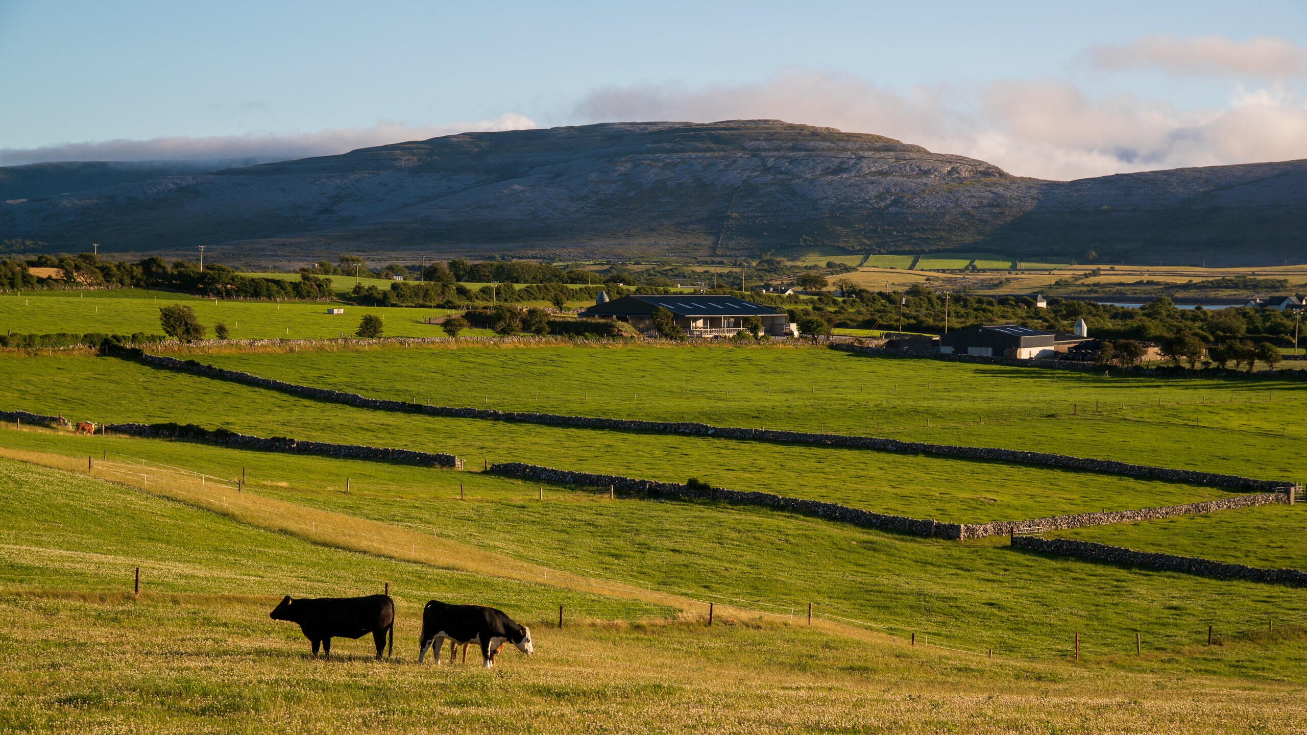 Galway showing tranquil scenes, land animals and farmland