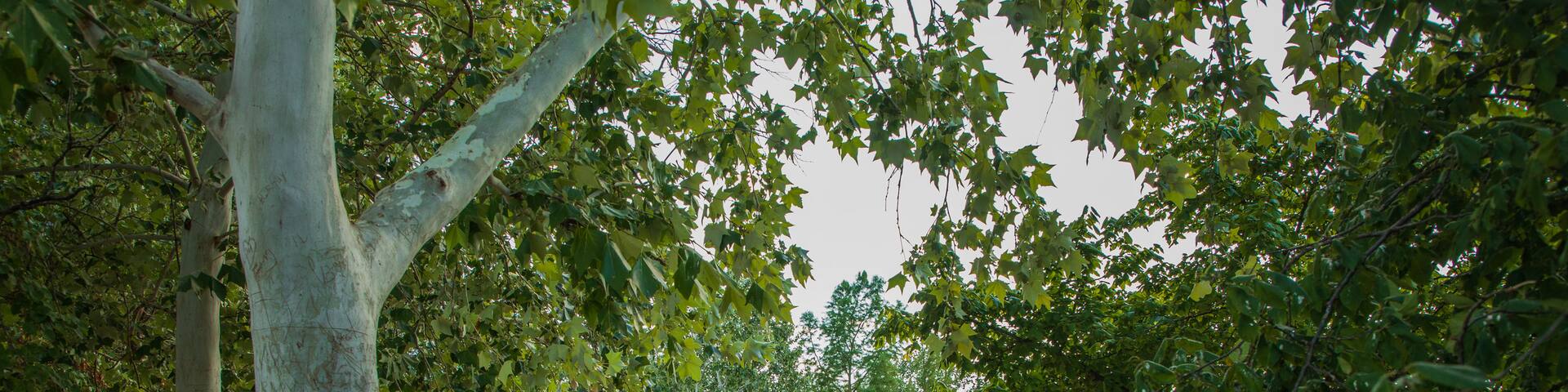 Mueller showing a park and a pond as well as a couple