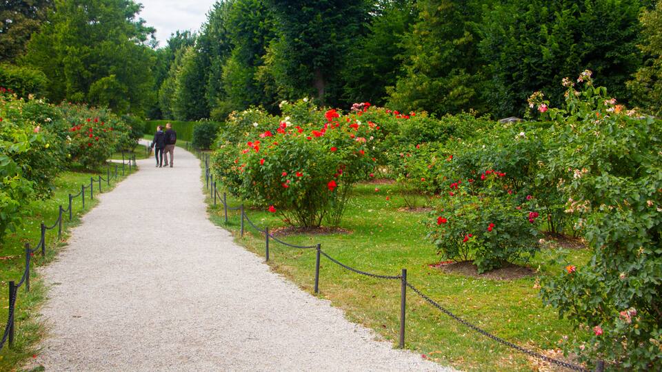 Schönbrunn which includes a park and wildflowers as well as a couple