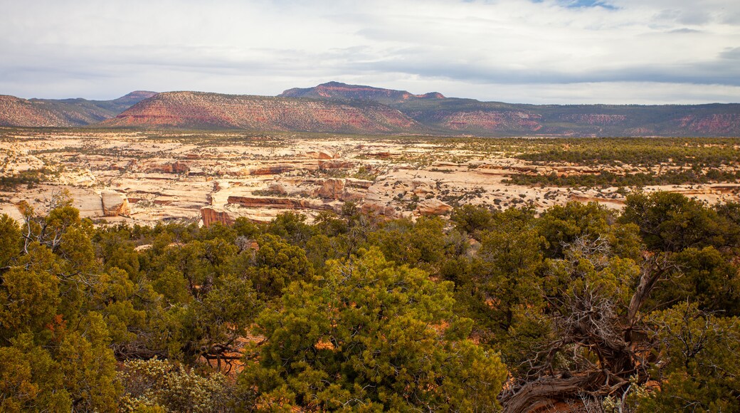 Natural Bridges National Monument