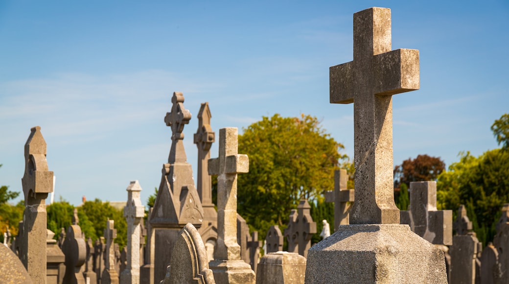 Glasnevin Cemetery showing a cemetery