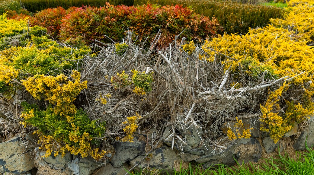 First Fleet Memorial Garden showing a park