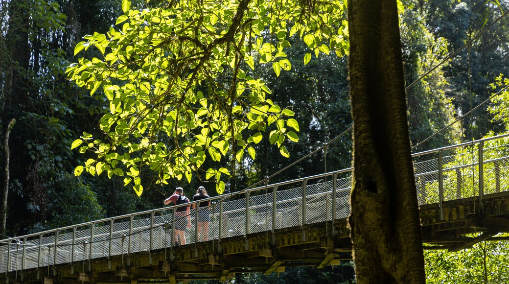 Crystal Shower Falls Walk Trailhead which includes a bridge as well as a couple