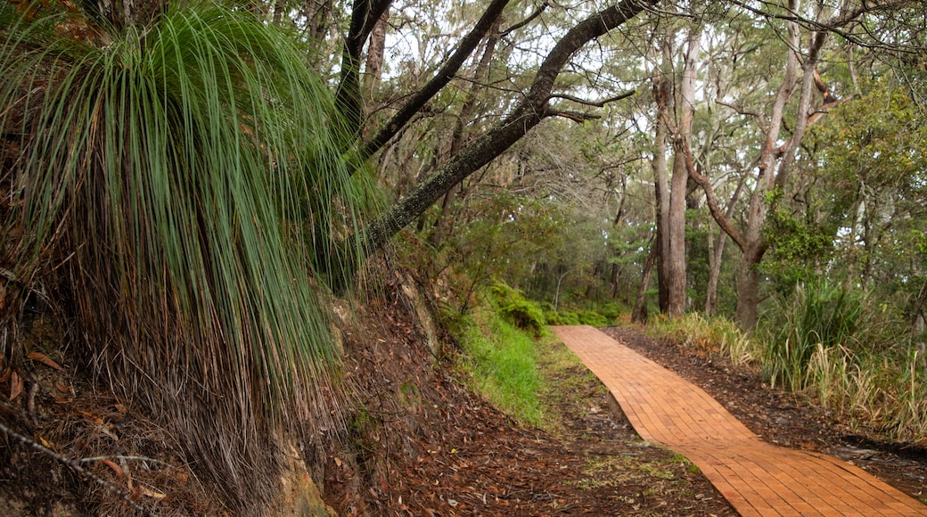 Tomaree Head