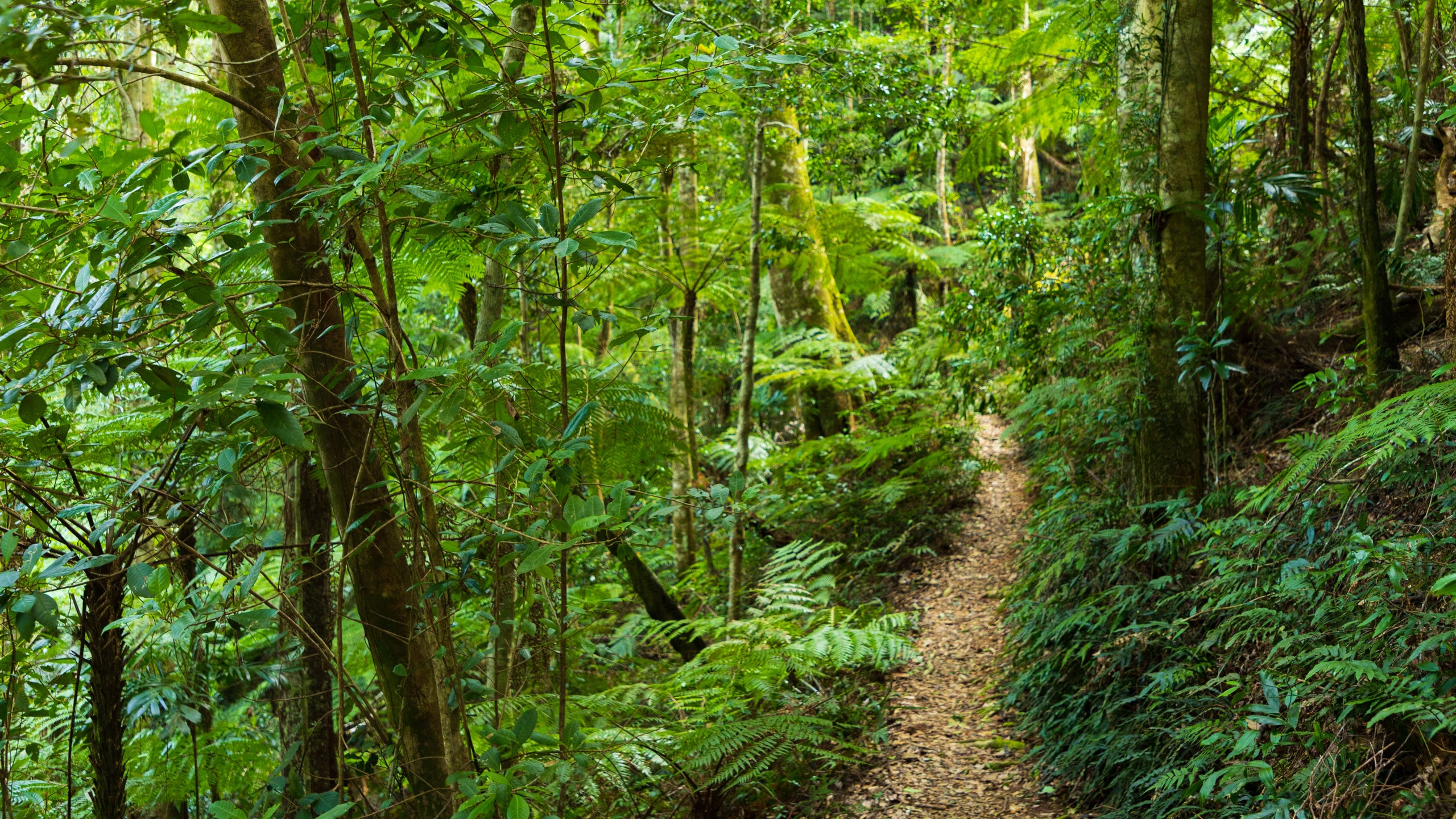 Dorrigo National Park Vacation Rentals house rentals & more Vrbo