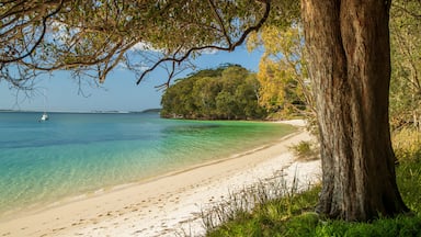 Dutchmans Beach which includes a sandy beach and general coastal views