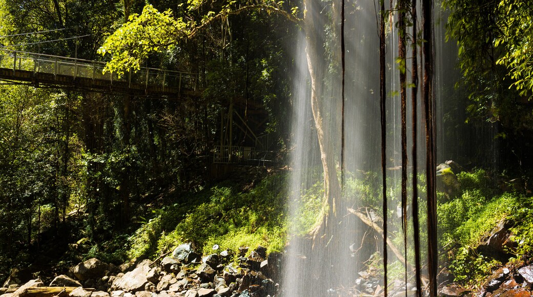 Crystal Shower Falls Walk Trailhead which includes a cascade and forests