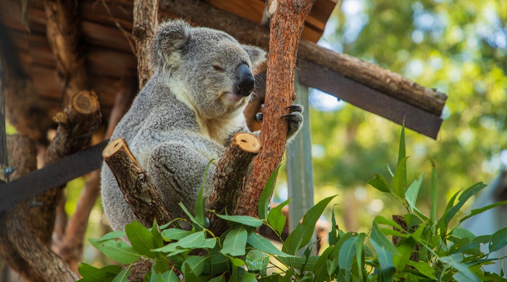 Hospital para koalas