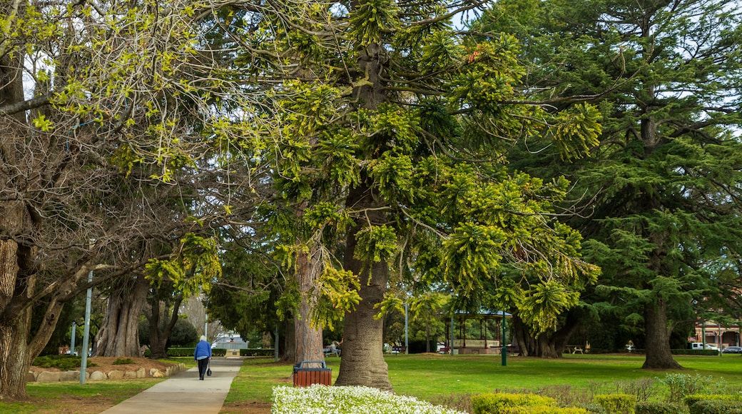 Armidale which includes a park